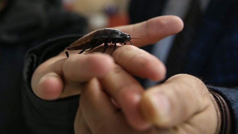 Biyolojik mücadelenin askerleri: Faydalı böcekler