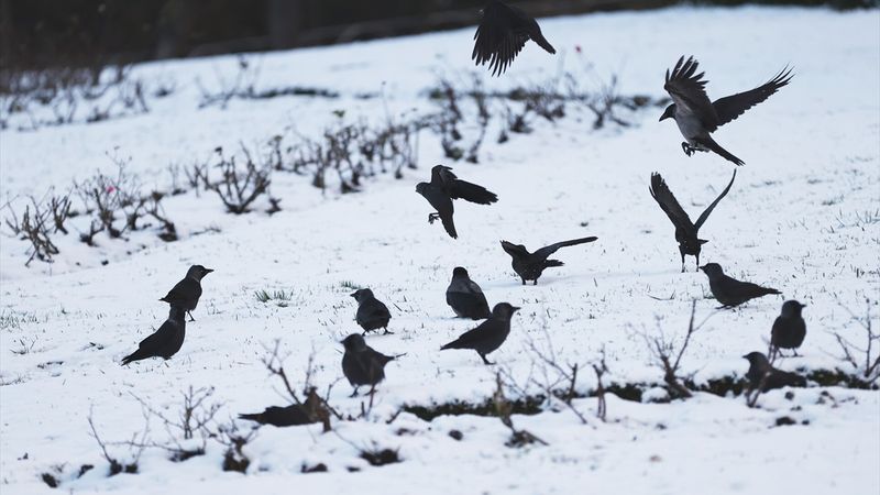 Meteoroloji’den yeni yağış uyarısı: Kar hafta sonu geri geliyor