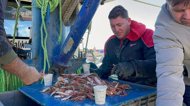 Tekirdağ'da karides avı başladı