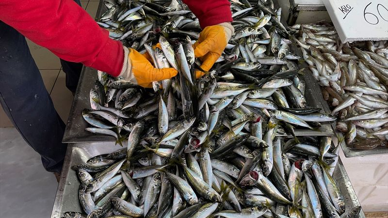 Karadeniz'de beklentilerin üzerinde yakalanan balık yüzleri güldürdü