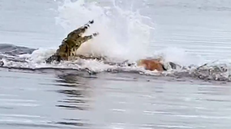 Nehirde timsah ve geyiğin nefes kesen kovalamacası