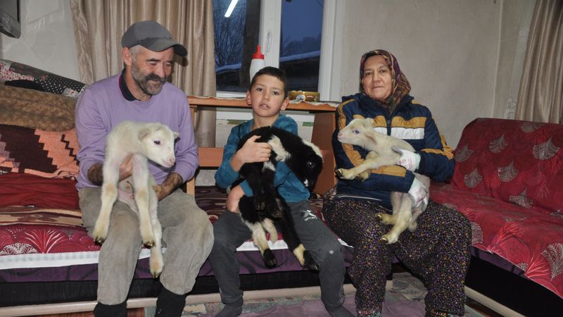 Bolu'da yeni doğan kuzuları donmasın diye evde büyütüyorlar
