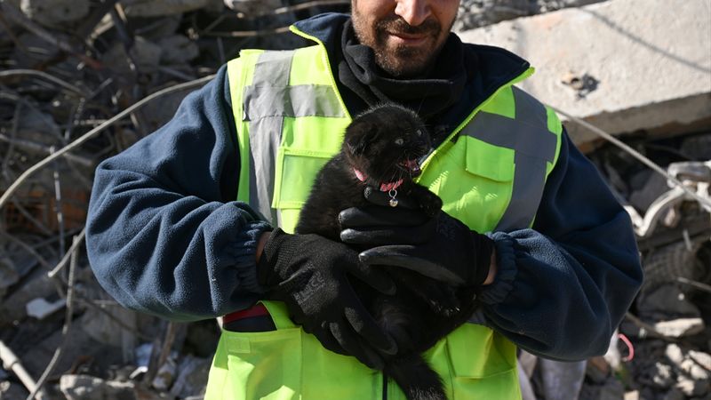 Adıyaman'da yavru kedi 178 saat sonra enkazdan çıkarıldı