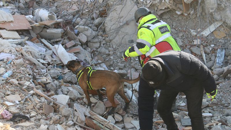 Deprem bölgesinde 5 günde 10 kişiye ulaşan köpekler