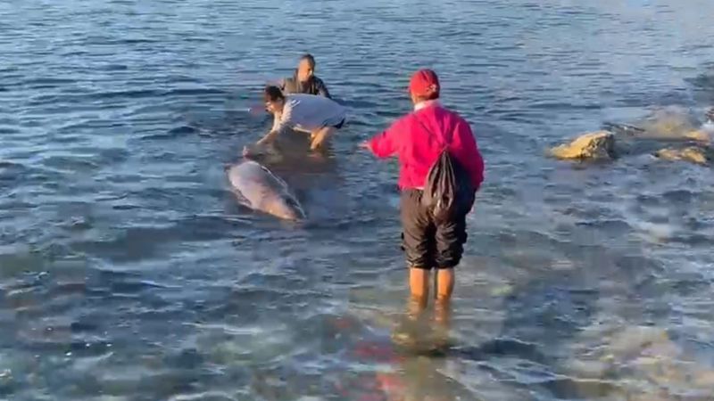 Antalya'ya gelen depremzedeler yunusu kurtardı