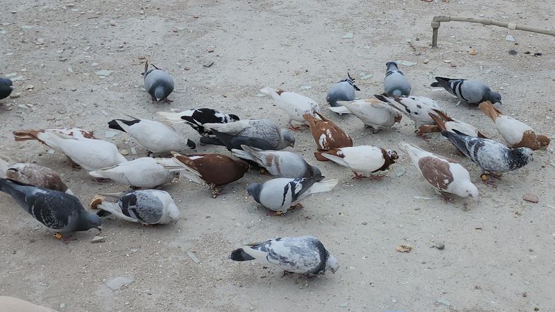 Depremde yuvasız kalan kuşlar komşulara emanet