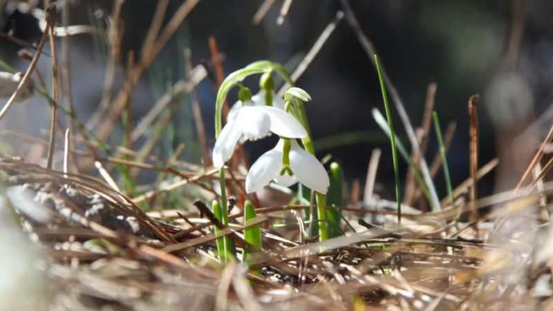 Görünce uzak durun! Bu çiçeği koparmanın 244 bin 315 lira cezası var!
