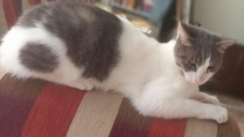 Antalya'da kedisini bulana 10 bin lira verecek