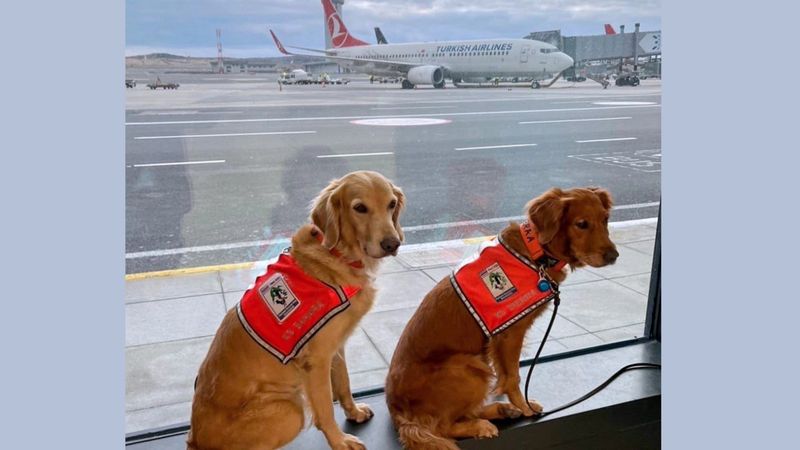 Arama kurtarma çalışmalarına katılan eğitimli köpekler 'business class' uçtu