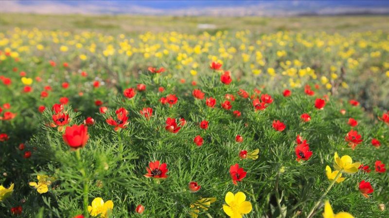 Üçüncü cemre düştü mü? Üçüncü cemre ne zaman düşecek? Üçüncü cemre toprağa düştü mü?