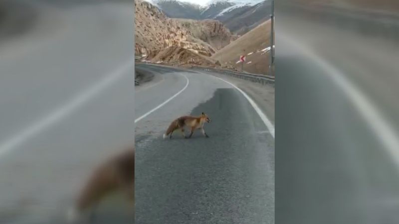 Bayburt'ta aç tilkiyi gören vatandaş elleriyle yemek yedirdi