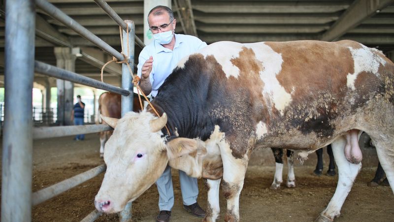 Diyarbakır ve Siirt'te hayvan borsası pazarları kapatıldı