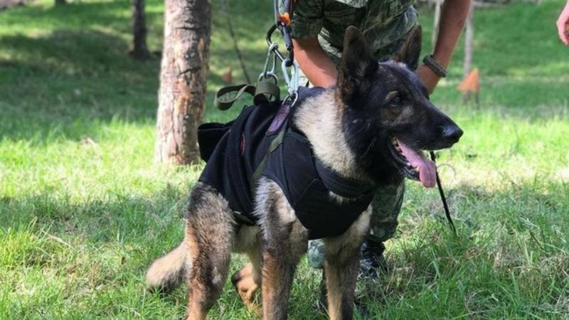 Meksika'nın arama köpeği Proteo'nun ismi Kuşadası'nda yaşatılacak