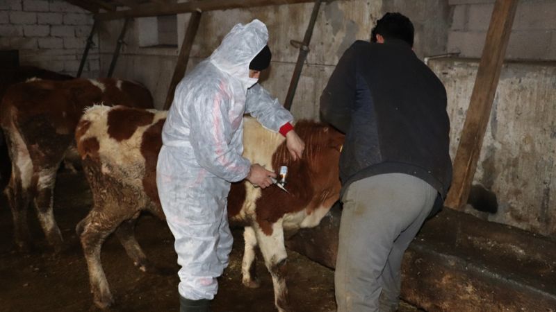 Ağrı'da 400 bin büyükbaş için şap aşısı seferberliği