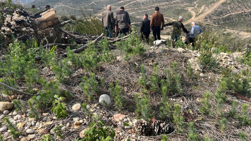 Antalya'da yangının etkilediği yerler yeşeriyor