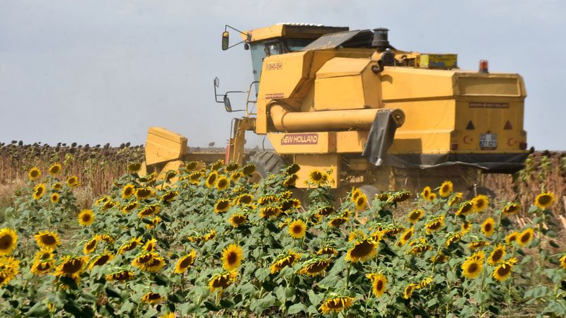 Trakya Birlik Başkanı Şafak Kırbiç: Yağış olmazsa ayçiçeğinde rekolte kaybı oluşur