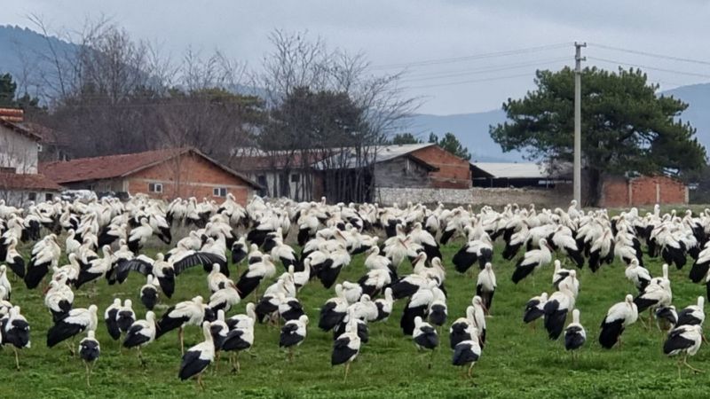 Kütahya'da göç yolundaki leylekler, Domaniç'te mola verdi