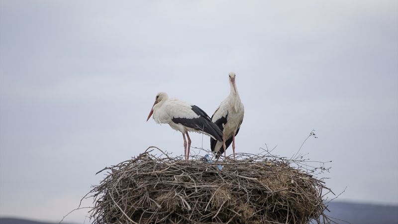İlkbahar geldi! Leylekler, Tunceli'ye geri dönmeye başladı