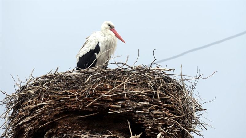 Baharı müjdeleyen leylekler Ardahan'a gelmeye başladı