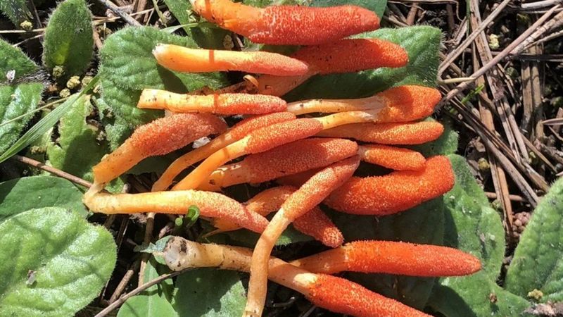 Diziye konu olan mantar, İstanbul'da da görüldü