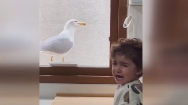 Gülsek mi ağlasak mı bilemedik! Yumurtasını pencere önüne koydu... Martı öyle bir şey yaptı ki!