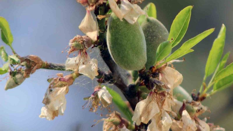 Muğla'da çağlanın kilosu 100 liradan tezgaha indi