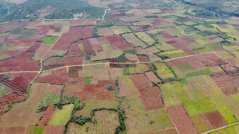 Hataylı çiftçiler, bahçe bakımı için geri dönüyor