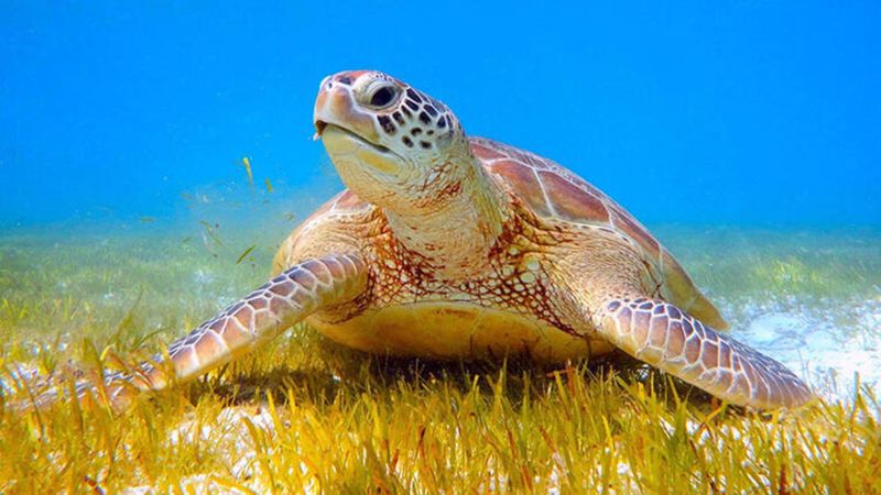 Muğla'da caretta caretaların çiftleşme süreci! Vatandaşa sessizlik uyarısı yapıldı