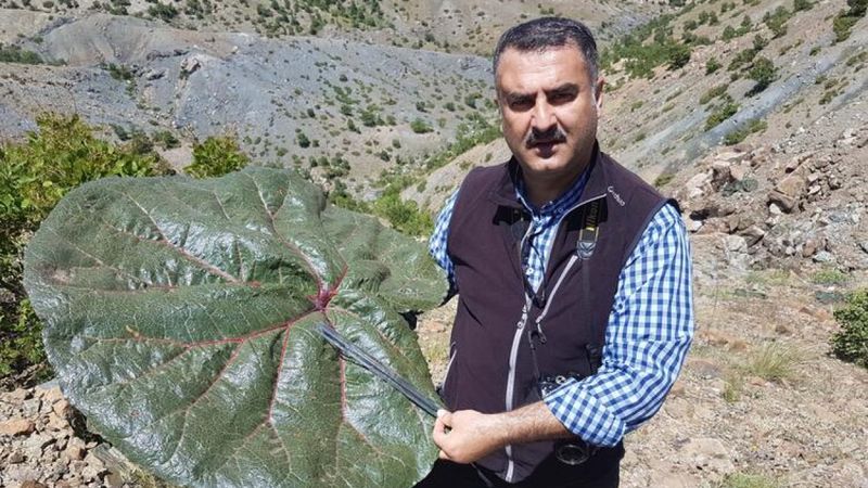 Adıyaman’da yeni ada çayı türü keşfedildi