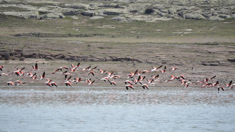 Filamingolar, kuluçka dönemi için Tuz Gölü'nde