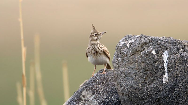Ağrı Dağı'nın kuzeyinde 200 kuş türü tespit edildi