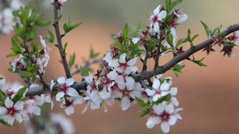 Adıyaman'da çicek açan badem ağaçları çiftçiye umut verdi
