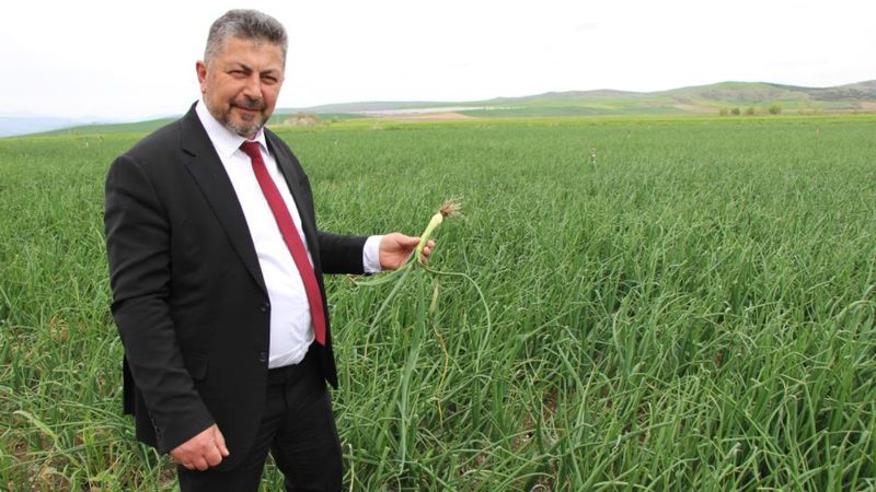 Amasya'da ekilen soğanlar Mayıs sonu toplanacak
