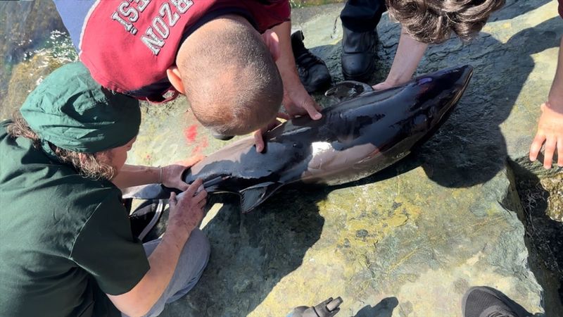 Trabzon'da yaralı yunus tedavi edildi