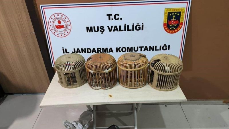 Muş'ta kafes avcılığına operasyon! 72 bin 249 TL ceza yazıldı