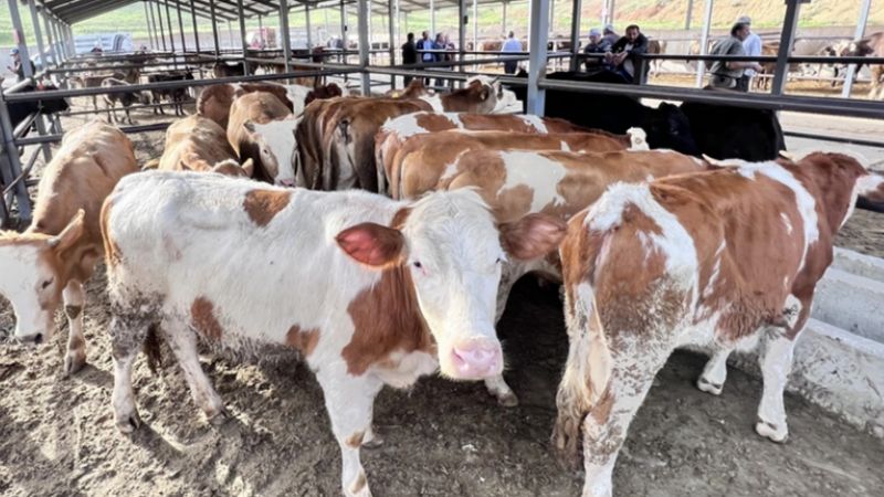 Hayvan pazarları açıldı mı? Hayvan pazarları ne zaman açılacak 2023? Tarih verildi...