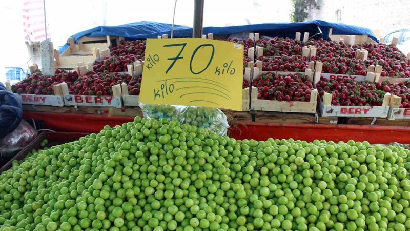 Sinop’ta erikler 70 liradan tezgaha çıktı