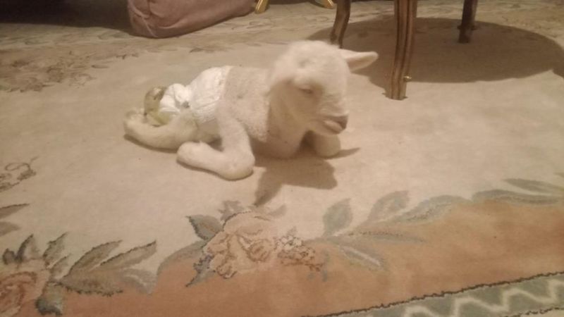 Ankara'da arka bacakları ters doğan kuzu görenleri şaşırttı