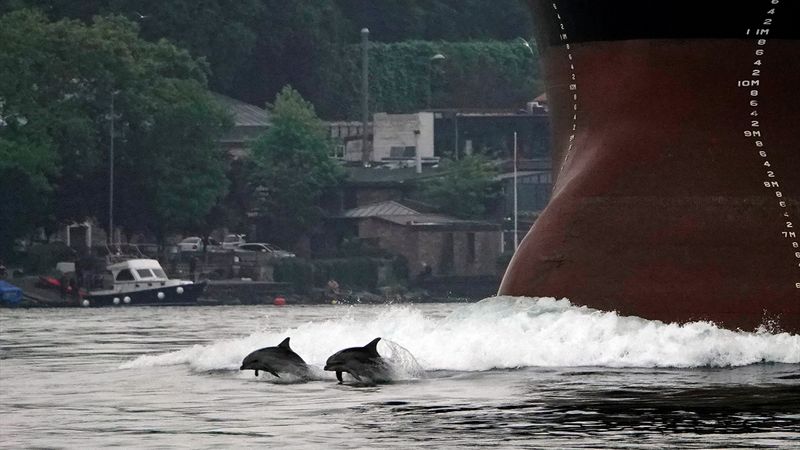 Yunuslardan İstanbul Boğazı’nda görsel şölen