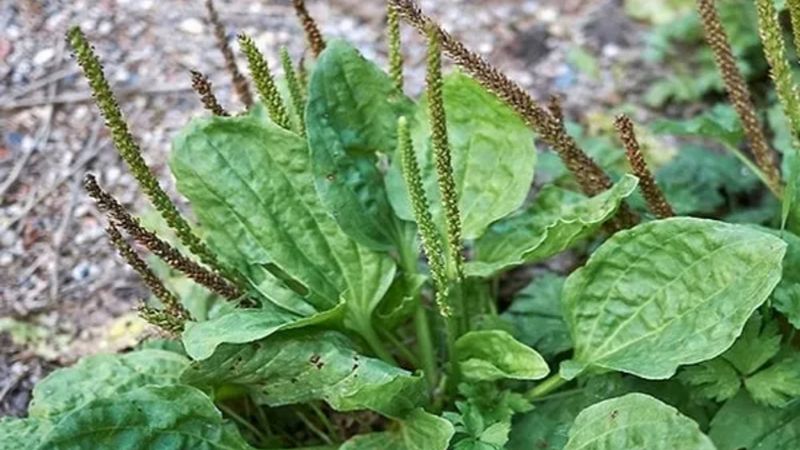 Damar otu faydaları nelerdir? İnanılmaz faydaları var! Damar otu çayı tarifi...