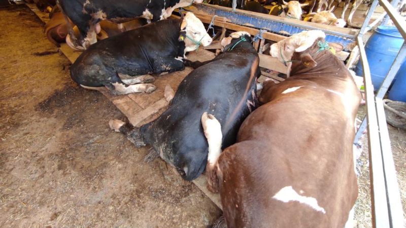 İstanbul'da kurban pazarlarındaki büyükbaş hayvanların çoğu satıldı