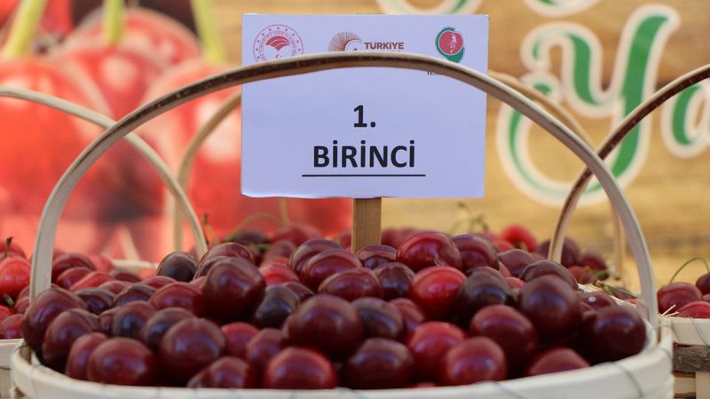 Amasya kiraz üretiminde Türkiye'de üçüncü