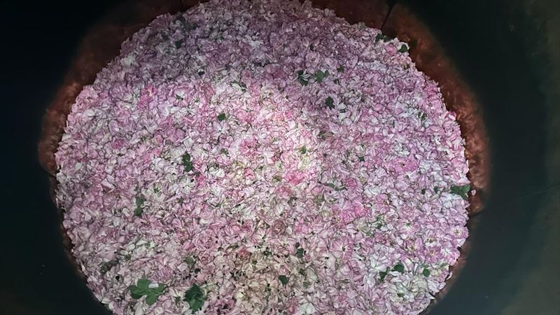 Isparta'da gül bahçelerindeki hasadın son günleri yaşanıyor