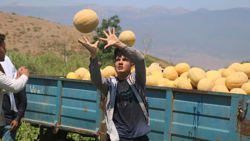 Hatay'da kavun hasatı! 11 TL’den alıcı buluyor