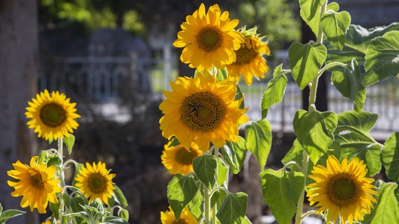 Malatya'da depremde yıkılan binanın arazisinde ayçiçekleri açtı