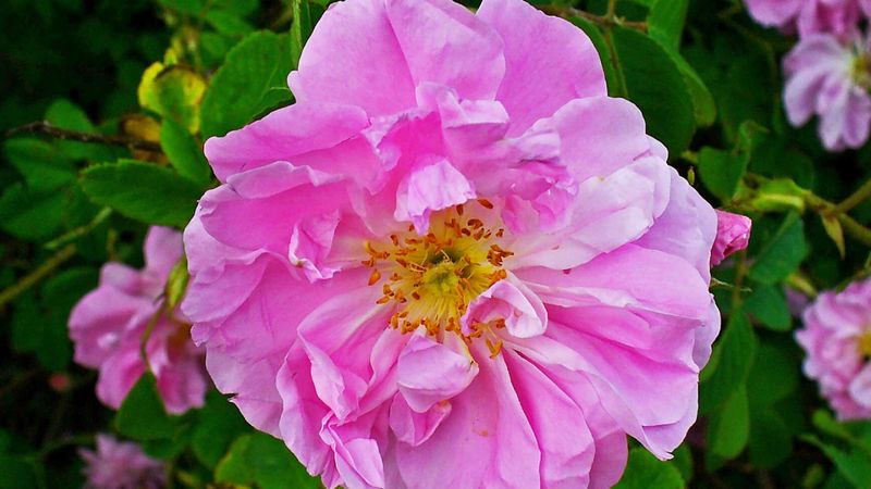 Zemzem suyundan yapılıyor! Gül mayası nedir, nasıl kullanılır? Faydası şoke etti!