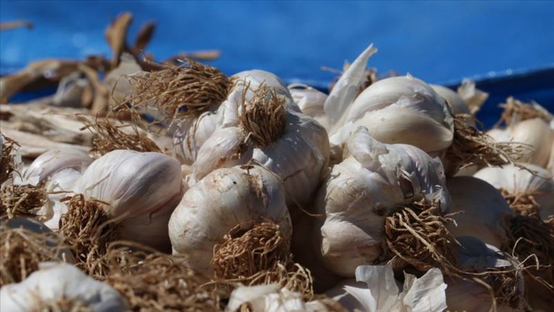 Yazın sonuna geldik! Vücut direnci düşenler dikkat... Sarımsakla direnciniz yükselsin
