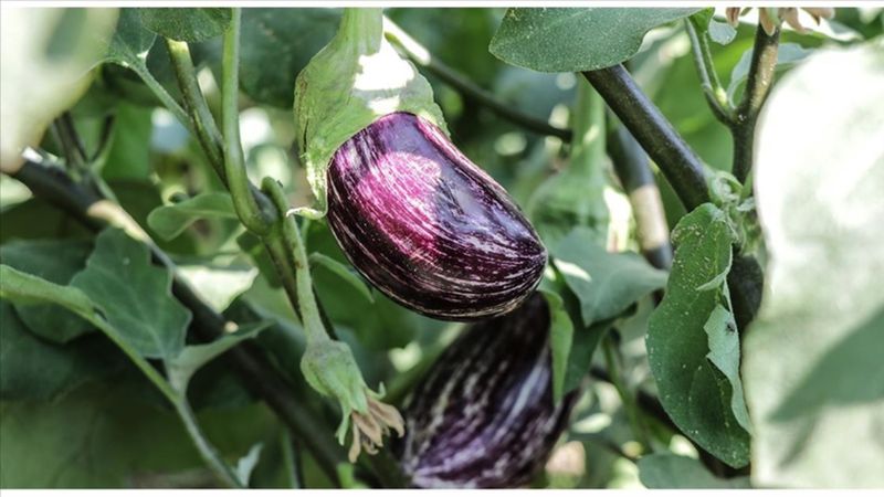 Kayseri'de pijamalı patlıcanın üretimi giderek yaygınlaşıyor