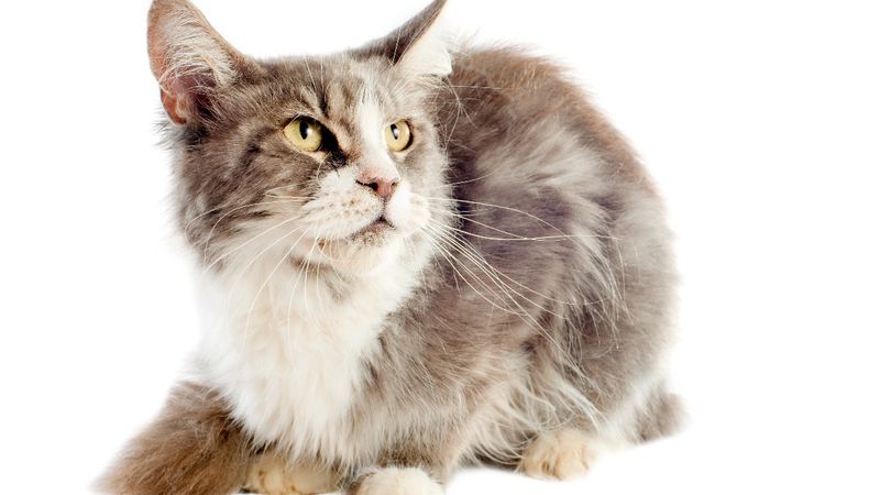 Kedilerin okuyunca şaşkına döneceğiniz 8 özelliği