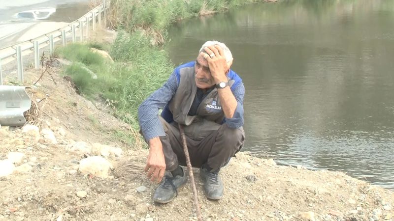 İstanbul'da başıboş köpekler 16 koyunu kovaladı! Koyunlar dereye düştü...